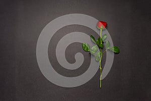 Single rose flower on black background. Mourning, condolence, commemoration concept. Mourning card with space for text. Flat lay, photo