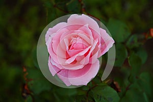 Single rose flower on green leaves background