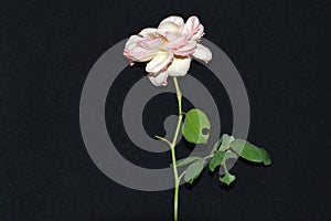 Single rose flower macro on a black background