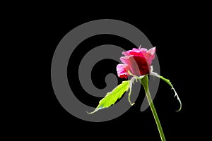 Single rose flower with sepal and pedicel during day sunlight on it and isolated with black background. Used selective focus