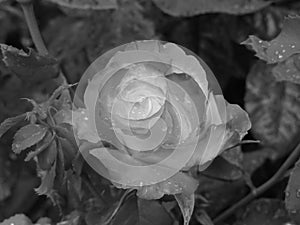 Single rose flower with water droplets in spring . Black and white photo