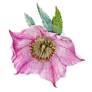 Single rose hellebore flower in the full bloom with green leaves watercolor illustration. Beautiful tender spring and winter bloom