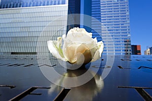 Single rose left at Ground Zero memorial