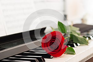 Red rose piano keys romantic background.