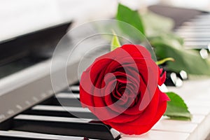 Red rose piano keys romantic background.