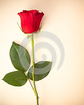 Single Rose on a Piece o Antiqued Paper