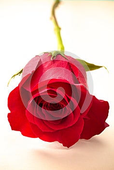 Single Rose on a Piece o Antiqued Paper