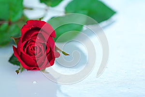 Single rose red valantine day