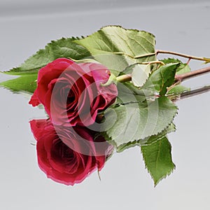 A single rose with reflection