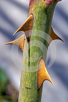 Single rose stem with thorns