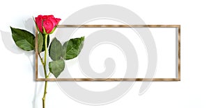 Single rose on white background