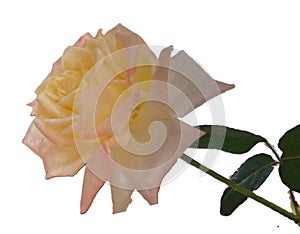 Single rose, yellow with a little pink hues, with a stem and some leaves.