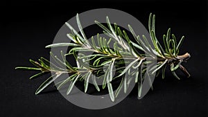 single rosemaryherb in a black ai generated