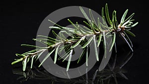 single rosemaryherb in a black ai generated