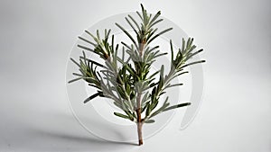 single rosemaryherb in a white ai generated