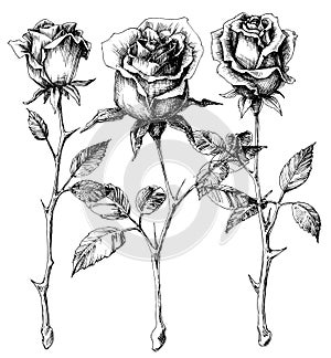 Single roses