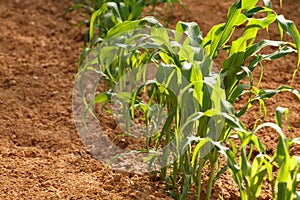 Single Row of Young Corn Plants In A Home Garden