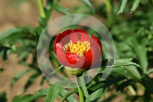 Single ruby red peony flower