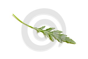 Single rucola or roquette leaf isolated on white background. Garden rocket salad greens. Raw arugula, a vegan salad base