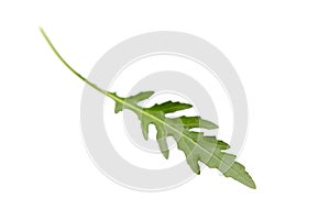 Single rucola or roquette leaf isolated on white background. Garden rocket salad greens. Raw arugula, a vegan salad base