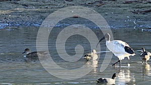 Single Sacred Ibis, Threskiornis aethiopicus, on pond