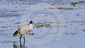 Single Sacred Ibis, Threskiornis aethiopicus, wading