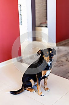 A single sad lonely dog, small mutt sitting in the empty house left behind concept, interior scene. Black brown fur