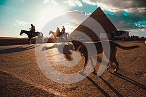 Single sad looking stray dog walking around the giza pyramids in cairo, egypt. Walking around in search of food. Bright sun