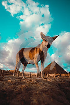 Single sad looking stray dog walking around the giza pyramids in cairo, egypt. Walking around in search of food. Bright sun