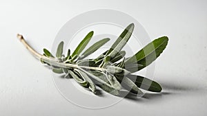single sageherb in a white ai generated