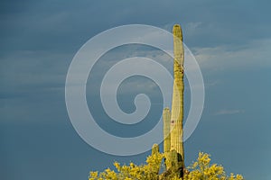 A single saguaro cactus lit by the morning sun with dark storm clouds