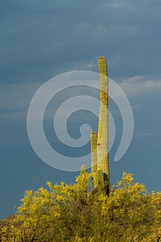 A single saguaro cactus lit by the morning sun with dark storm clouds