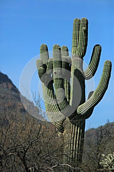 Single saguaro cactus in the Salt River desert area near Mesa Arizona USA