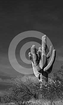 Single saguaro cactus in the Salt River management area near Scottsdale Mesa Phoenix Arizona USA