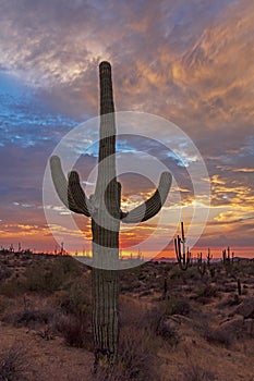 Single Saguaro Cactus At Sunset In Scottsdale Desert Preserve