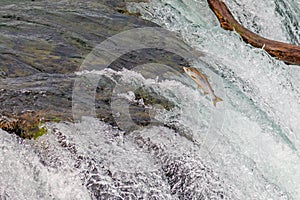 Single Salmon Jumping Over the Brooks Falls at Katmai National Park, Alaska