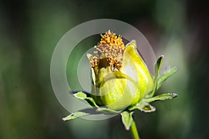 A single Sand Coreopsis before bloom