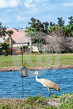 Single Sand Hill crane, being tempted by bird feeder