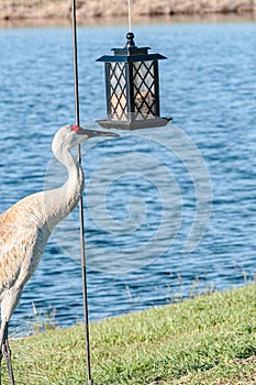 Single Sand Hill crane, pokes at bird feeder