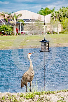 Single Sand Hill crane, pondering how to get seeds