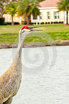 Single sand hill crane, squawking, at empty, tropical, bird feeder