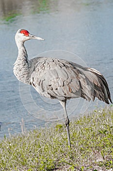 Single Sand Hill crane, standing on one leg, resting