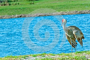 Single Sand Hill crane, watching fish in shallow water, of a tropical lake,on warm february day