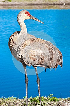 Single Sand Hill crane, watching people move closer