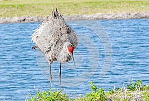 Single Sand Hill crane watching people move, to get a closer view