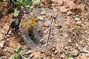 Single Scarabaeus sacer of Sacred Scarab on ground