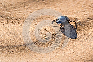 Single Scarabaeus sacer of Sacred Scarab on ground