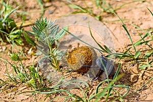 Single Scarabaeus sacer of Sacred Scarab on ground