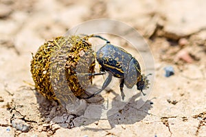 Single Scarabaeus sacer of Sacred Scarab on ground