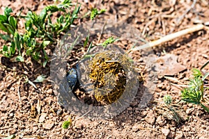 Single Scarabaeus sacer of Sacred Scarab on ground